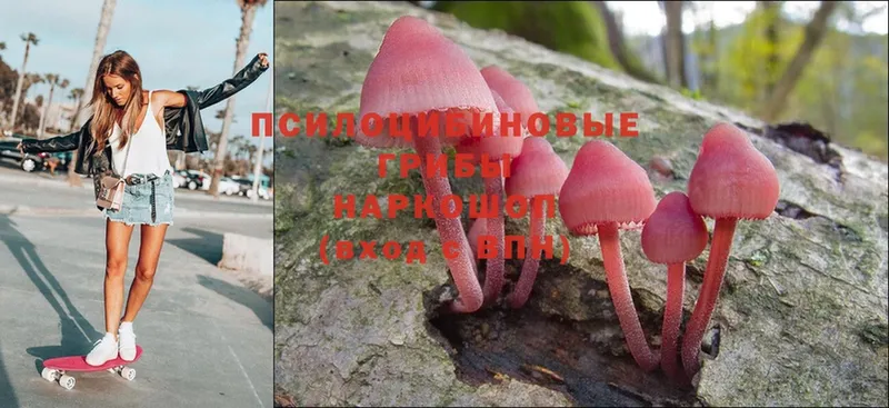 Галлюциногенные грибы Psilocybe  hydra ссылка  Белозерск  наркотики 